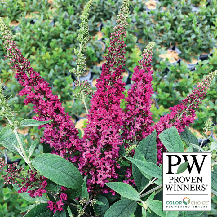 Lo & Behold Ruby Chip® Butterfly Bush