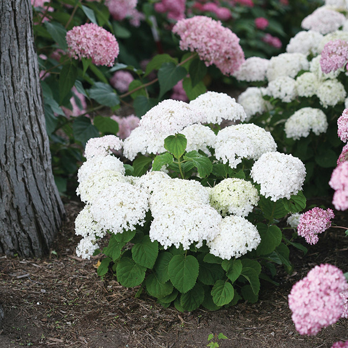 Invincibelle Wee White® Hydrangea, Hydrangea: J.W. Jung Seed Company