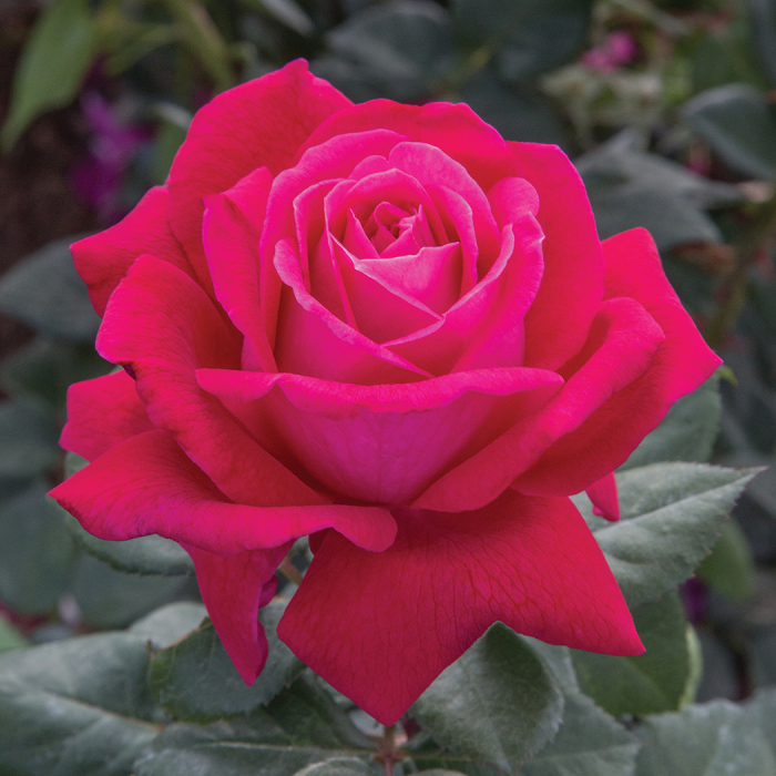 Sweet Spirit™ Grandiflora Rose