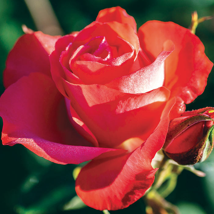 Marmalade Skies™ Floribunda Rose, New Items: J.W. Jung Seed Company