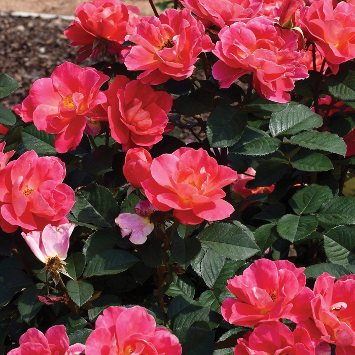 Coral Miracle™ Rose