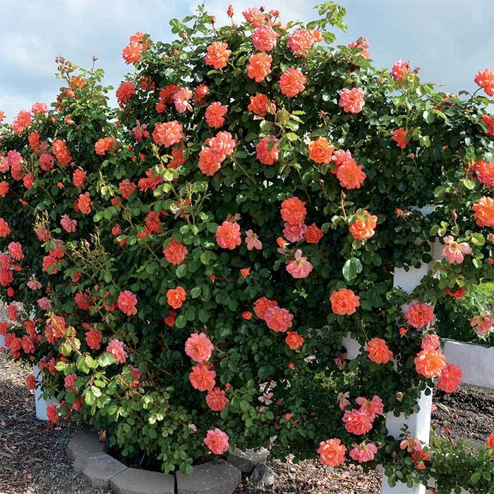 Above All Climbing Rose