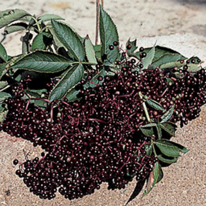 Elderberry Offer - 1 Each Of 2 Varieties