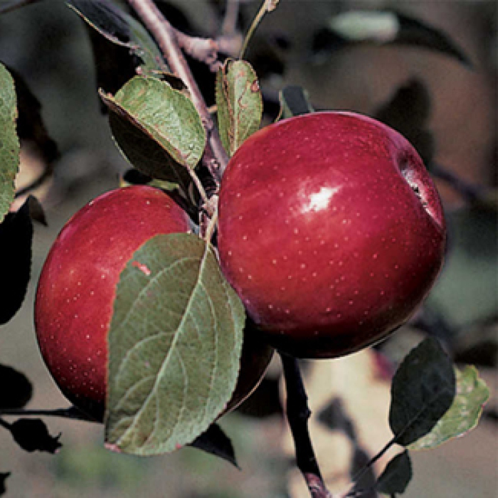 RubyMac®  Mcintosh Semi Dwarf Apple
