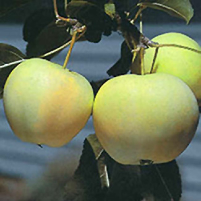Yellow Transparent Semi Dwarf Apple