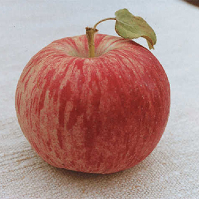 Duchess Of Oldenburg Dwarf Apple
