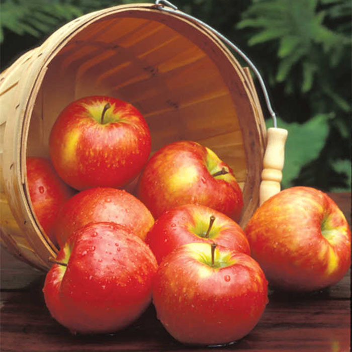 Honeycrisp™ Dwarf Apple