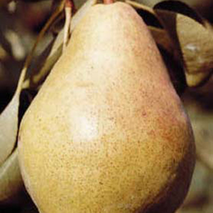 Bartlett Dwarf Pear