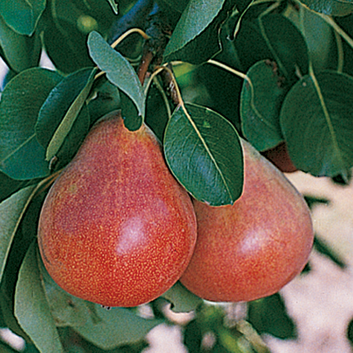 Dwarf Pears For The North #1