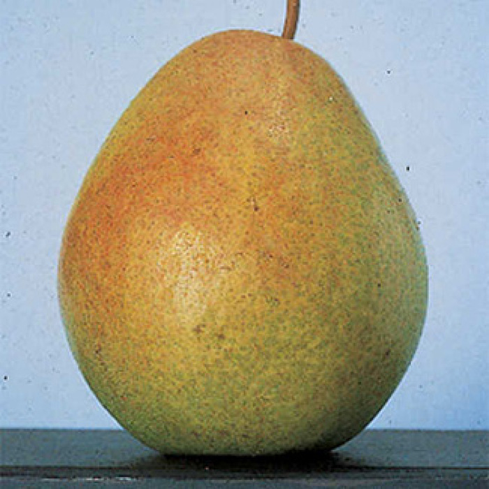 Flemish Beauty Standard Pear