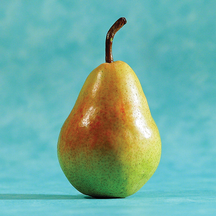 Potomac Standard Pear