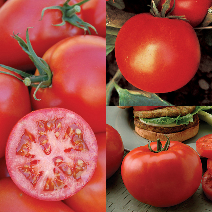 Garden Ready Tomato Plant Sampler #1