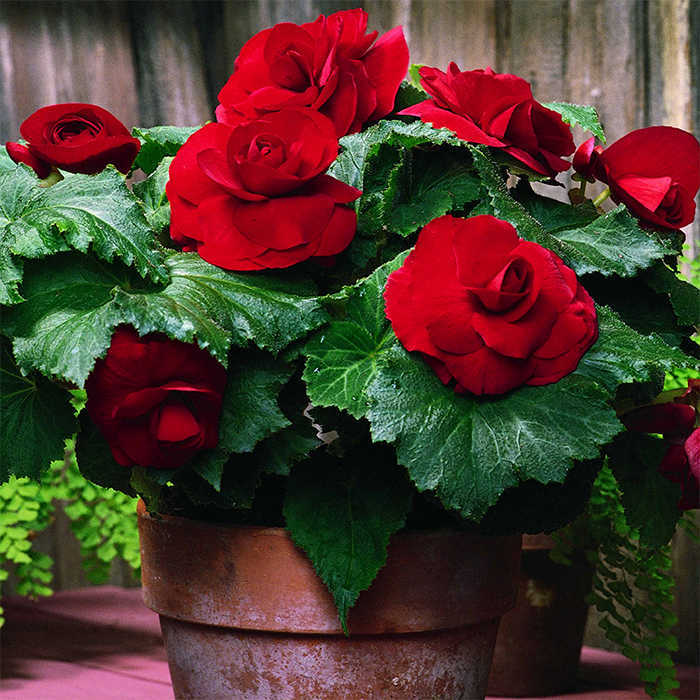 Red Double Roseform Begonia Container Gardening Jung Seed Company