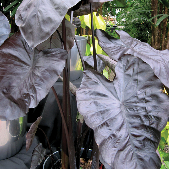 Black Coral Colocasia Alocasia Colocasia Jung Seed Company