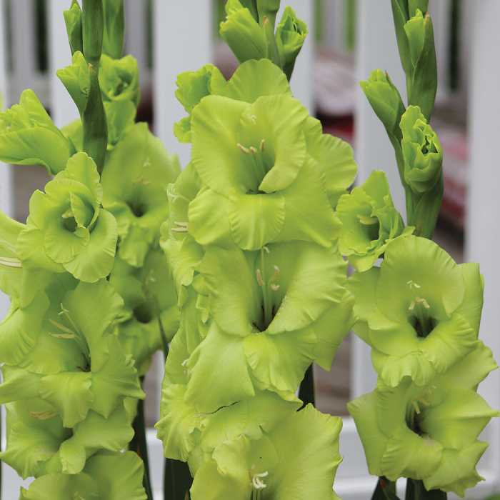 Green Acres Gladiolus