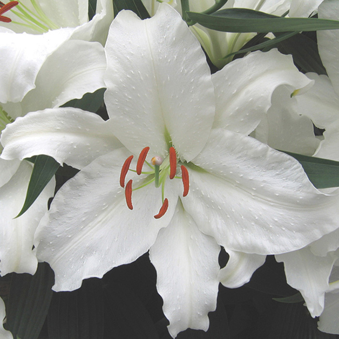 Casa Blanca Oriental Hybrid Lily