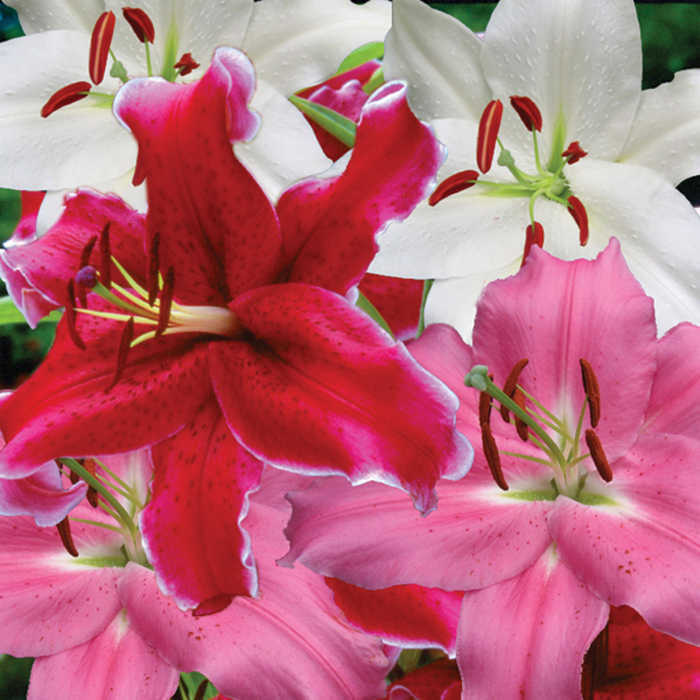 Oriental Hybrid Lily Mix