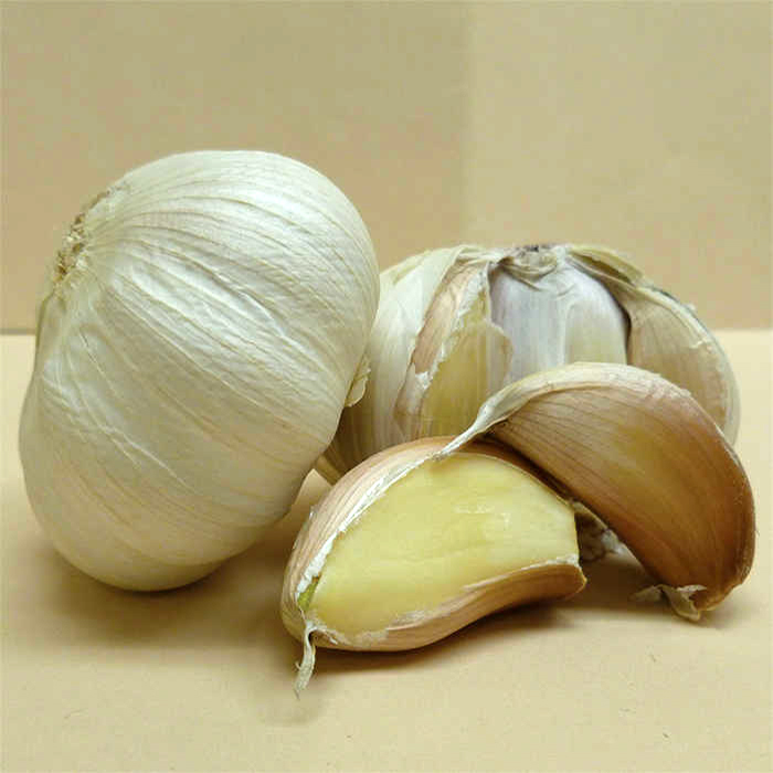 Spanish Roja Garlic, Garlic & Fall Onions J.W. Jung Seed Company