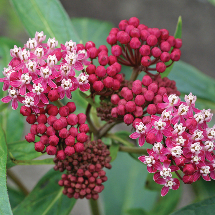 Butterfly Weed, Soulmate , Butterfly Weed: J.W. Jung Seed Company