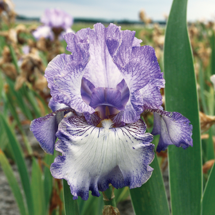 Earl Of Essex German Bearded Iris