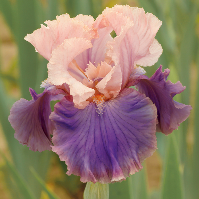 Florentine Silk German Bearded Iris