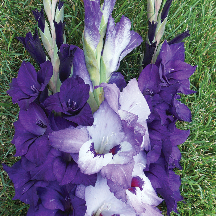 Blue And Purple Gladiolus