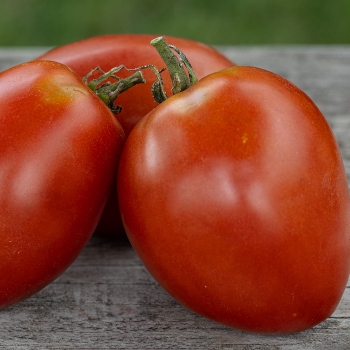 Product Image of Tomato, Amish Paste 