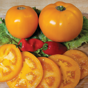 Tomato, Amish Gold Slicer