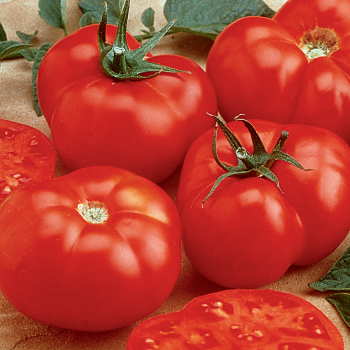 Tomato, Beefmaster Hybrid