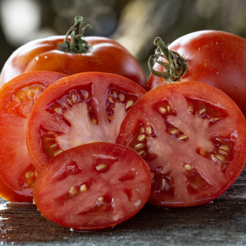 Tomato, Better Boy Plus Hybrid