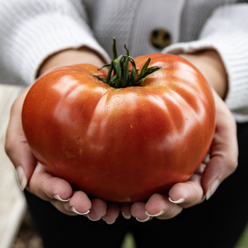 Tomato, Big Zac® Hybrid