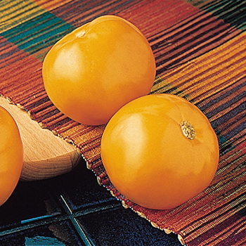 Carolina Gold Hybrid Tomato