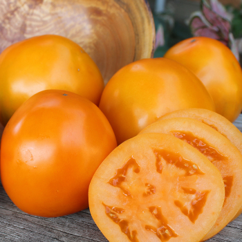 Tomato, Carolina Gold Hybrid