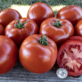 Tomato, Celebrity Plus Hybrid,