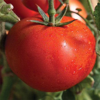 Grafted Tomato Top Picks