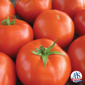 Product Image of Tomato, Mountain Merit Hybrid 