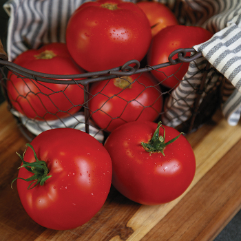 Rubee Prize Hybrid Tomato