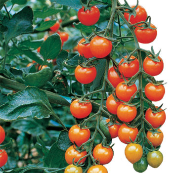 Tomato Fruits with Hard Cores Garden Guide