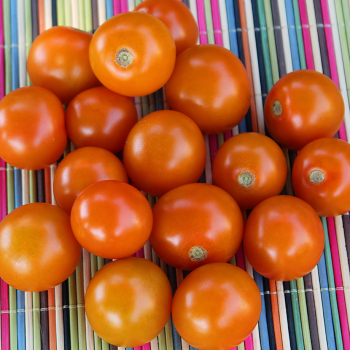 Tomato, Sungold Hybrid