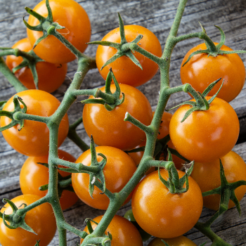 Tomato, SunSugar Hybrid