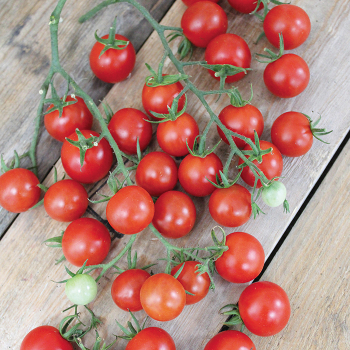 Tutti-Frutti™ Cherry Red Baby Hybrid Tomato