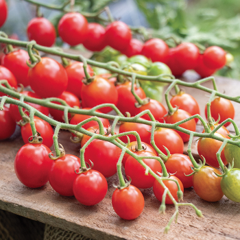 Tomato, Tutti Frutti™ Cherry Red Baby Hybrid