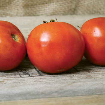 Product Image of Tomato, Jung's Wayahead 