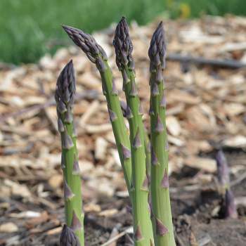 Asparagus Troubleshooting