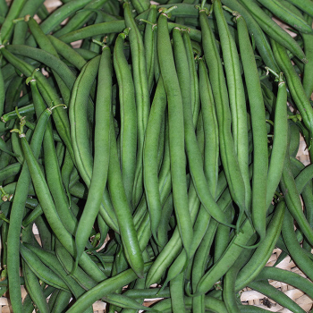 Product Image of Bean, Bush, Blue Lake Superior 