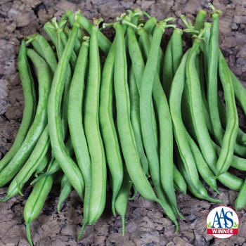 Product Image of Bean, Bush, Derby 