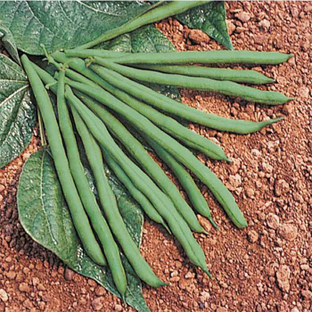 Jade Bush Bean
