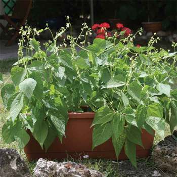 Bean, Bush, Mascotte