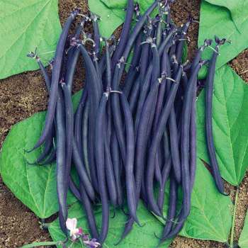 Velour Purple French Bush Bean