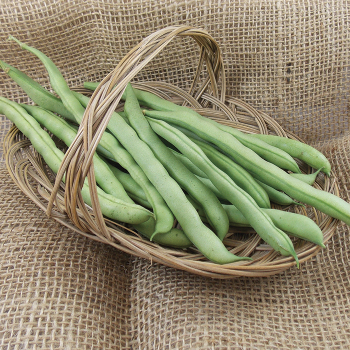 Product Image of Bean, Pole, Blue Lake FM1 